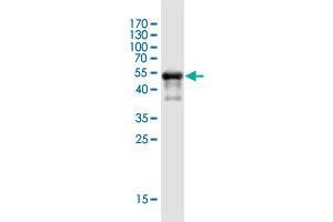 THAP5 antibody  (AA 1-233)