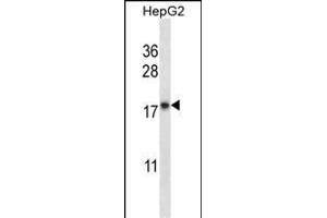 CYB5A Antibody (Center) (ABIN657954 and ABIN2846899) western blot analysis in HepG2 cell line lysates (35 μg/lane). (CYB5A antibody  (AA 69-98))