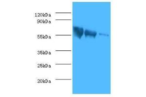 Western Blotting (WB) image for anti-Glyco Protein G (AA 20-459) antibody (ABIN2923016) (Glyco Protein G (AA 20-459) antibody)