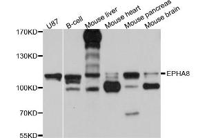 Western blot analysis of extracts of various cell lines, using EPHA8 antibody (ABIN5997684) at 1/1000 dilution. (EPH Receptor A8 antibody)