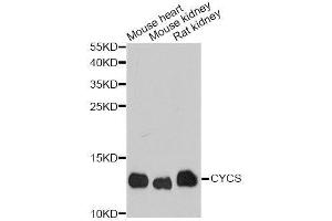 Western Blotting (WB) image for anti-Cytochrome C, Somatic (CYCS) (AA 1-105) antibody (ABIN3020719)