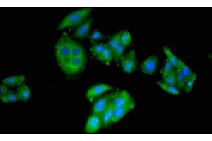 Immunofluorescent analysis of HepG2 cells using ABIN7149048 at dilution of 1:100 and Alexa Fluor 488-congugated AffiniPure Goat Anti-Rabbit IgG(H+L) (CRIPT antibody  (AA 1-101))