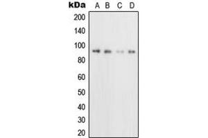 Western blot analysis of CD71 expression in U2OS (A), HeLa (B), Raji (C), NIH3T3 (D) whole cell lysates. (Transferrin Receptor antibody  (N-Term))