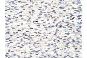 Image no. 1 for anti-RNA Binding Motif Protein 8A (RBM8A) (N-Term) antibody (ABIN202040) (RBM8A antibody  (N-Term))