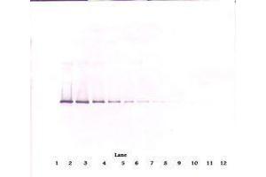 Image no. 3 for anti-serpin Peptidase Inhibitor, Clade I (neuroserpin), Member 1 (SERPINI1) antibody (ABIN465664) (Neuroserpin antibody)