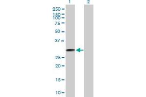 Western Blot analysis of THTPA expression in transfected 293T cell line by THTPA MaxPab polyclonal antibody. (THTPA antibody  (AA 1-230))