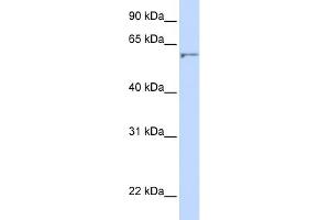 WB Suggested Anti-DHCR24 Antibody Titration:  0. (Seladin 1 antibody  (N-Term))
