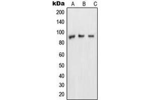 Western blot analysis of NUP88 expression in MDAMB453 (A), A431 (B), HeLa (C) whole cell lysates. (NUP88 antibody  (Center))