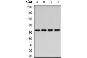 Western blot analysis of PNKP expression in A549 (A), HepG2 (B), mouse skeletal muscle (C), rat liver (D) whole cell lysates. (PNKP antibody)
