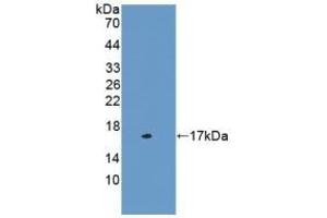 Detection of Recombinant CST3, Mouse using Polyclonal Antibody to Cystatin C (Cys-C) (CST3 antibody  (AA 21-140))
