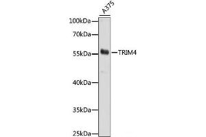 Western blot analysis of extracts of A375 cells using TRIM4 Polyclonal Antibody at dilution of 1:1000. (TRIM4 antibody)