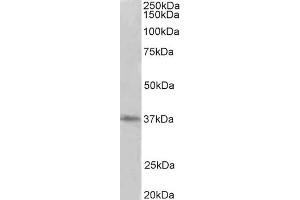 Western Blotting (WB) image for anti-Protein Arginine Methyltransferase 2 (PRMT2) antibody (ABIN5858030) (PRMT2 antibody)