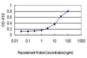 Detection limit for recombinant GST tagged HSPA2 is approximately 0. (HSPA2 antibody  (AA 1-639))
