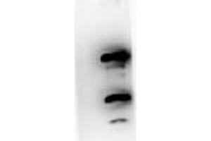 Western blot using  Immunochemicals Protein A purified Mouse Monoclonal anti-Pdcd4 pS457 antibody against recombinant PDCD4 protein. (PDCD4 antibody  (pSer457))