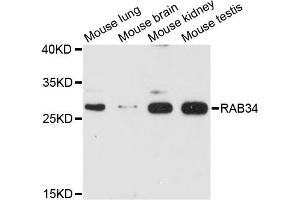 Western blot analysis of extracts of various cell lines, using RAB34 antibody.