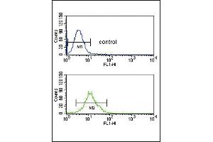 SMYD3 Antibody (N-term) (ABIN391518 and ABIN2841479) flow cytometric analysis of CEM cells (bottom histogram) compared to a negative control cell (top histogram). (SMYD3 antibody  (N-Term))