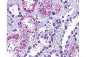 Anti-TAAR8 antibody IHC of human kidney, renal tubules. (Trace Amine Associated Receptor 8 (TAAR8) (Cytoplasmic Domain) antibody)