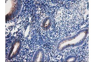 Image no. 4 for anti-Dihydrolipoamide Dehydrogenase (DLD) antibody (ABIN1497845) (DLD antibody)