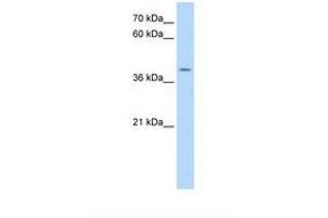Image no. 1 for anti-Apolipoprotein B mRNA Editing Enzyme, Catalytic Polypeptide-Like 3B (APOBEC3B) (AA 78-127) antibody (ABIN6738213)