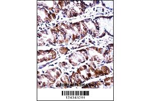 PPEF2 Antibody immunohistochemistry analysis in formalin fixed and paraffin embedded human stomach tissue followed by peroxidase conjugation of the secondary antibody and DAB staining. (PPEF2 antibody  (AA 304-333))