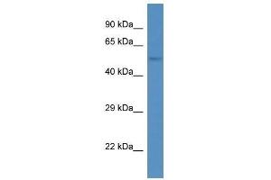 Western Blot showing Ankrd13d antibody used at a concentration of 1. (ANKRD13D antibody  (Middle Region))
