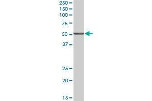 ALDH9A1 MaxPab polyclonal antibody. (ALDH9A1 antibody  (AA 1-494))