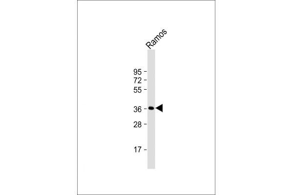 POU2AF1 antibody  (N-Term)