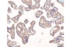 IHC analysis of ANGPT2 using anti-ANGPT2 antibody (ABIN3043725). (Angiopoietin 2 antibody  (AA 19-348))