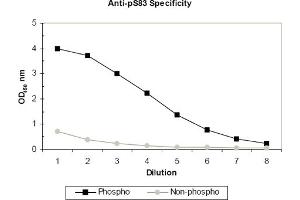 ELISA results of purified polyclonal anti-pS83 ASK-1 (aa 76-87) antibody tested against BSA conjugates of non-phospho and phospho forms of immunizing peptide. (ASK1 antibody  (pSer83))