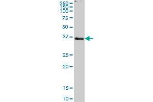 PTPLAD1 MaxPab polyclonal antibody. (PTPLAD1 antibody  (AA 1-362))