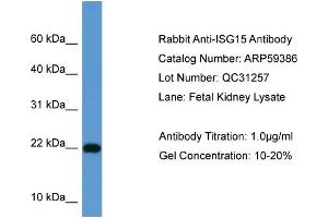 WB Suggested Anti-ISG15  Antibody Titration: 0.