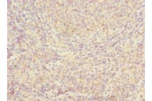 Immunohistochemistry of paraffin-embedded human tonsil tissue using ABIN7156093 at dilution of 1:100