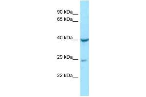 WB Suggested Anti-NAGA Antibody Titration: 1.