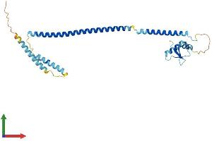 Protein Structure (PS) image for Centromere Protein K (CENPK) (AA 1-269) protein (His tag) (ABIN7553414)