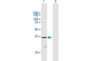 Western Blot analysis of ATF1 expression in transfected 293T cell line by ATF1 MaxPab polyclonal antibody. (AFT1 antibody  (AA 1-271))