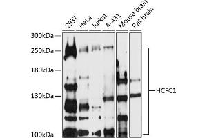 Western blot analysis of extracts of various cell lines, using HCFC1 antibody (ABIN7267784) at 1:500 dilution. (HCFC1 antibody  (AA 1-250))