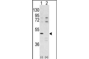 Western blot analysis of CDK10 antibody (N-term) (ABIN391741 and ABIN2841619) pre-incubated with (Lane1) and without (Lane 2) blocking peptide BP7516a in  cell line lysate. (CDK10 antibody  (N-Term))