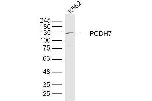 K562 lysates probed with PCDH7 Polyclonal Antibody, Unconjugated  at 1:300 overnight at 4˚C. (PCDH7 antibody  (AA 31-130))