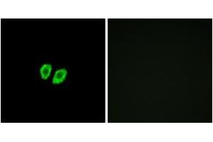 Immunofluorescence analysis of A549 cells, using RXFP4 Antibody. (RXFP4 antibody  (AA 322-371))