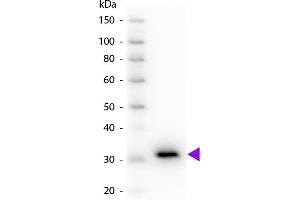 Western blot of Peroxidase conjugated Goat Anti-Mouse IgG F(c) secondary antibody.