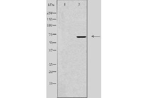 Western blot analysis of extracts from K562 cells, using IQCB1 antibody.