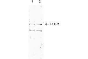 Image no. 1 for anti-Nuclear Respiratory Factor 1 (NRF1) (AA 1-534), (N-Term) antibody (ABIN401025)