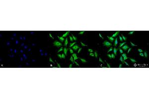 Immunocytochemistry/Immunofluorescence analysis using Chicken Anti-Hsp70 Polyclonal Antibody . (HSP70 antibody  (Atto 594))