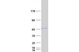Western Blotting (WB) image for Integral Membrane Protein 2B (ITM2B) protein (Myc-DYKDDDDK Tag) (ABIN2723907)