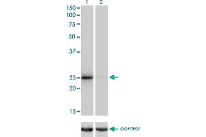 THAP1 antibody  (AA 1-213)