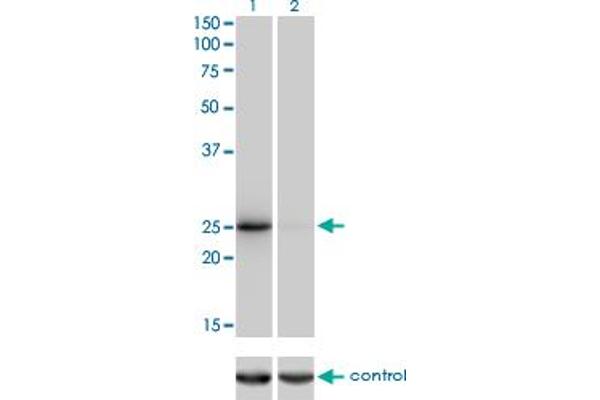 THAP1 antibody  (AA 1-213)