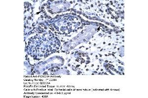 Human kidney (FOXG1 antibody  (N-Term))