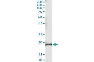 Immunoprecipitation of C9orf95 transfected lysate using mouse monoclonal anti-C9orf95 and Protein A Magnetic Bead (C9orf95 (Human) IP-WB Antibody Pair)