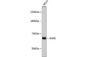 Western blot analysis of extracts of MCF7 cells, using ASNS Rabbit mAb (ABIN7265692) at 1:1000 dilution. (Asparagine Synthetase antibody)