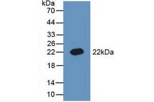 Detection of Recombinant BMP3, Rat using Polyclonal Antibody to Bone Morphogenetic Protein 3 (BMP3) (BMP3 antibody  (AA 312-467))